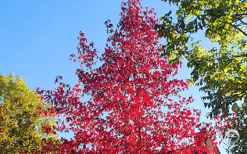 Краски осени