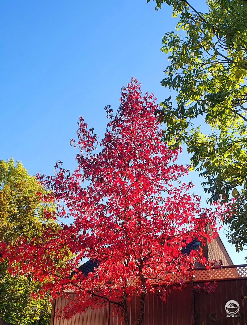 Краски осени