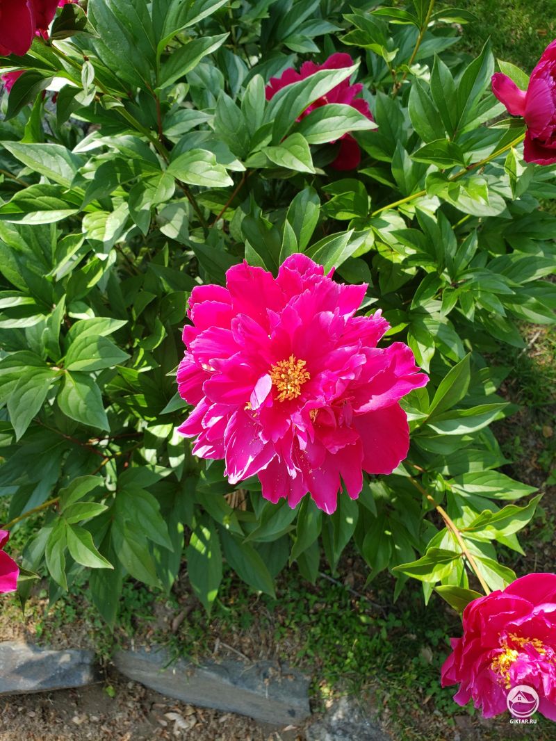 Малиновые пионы цветут