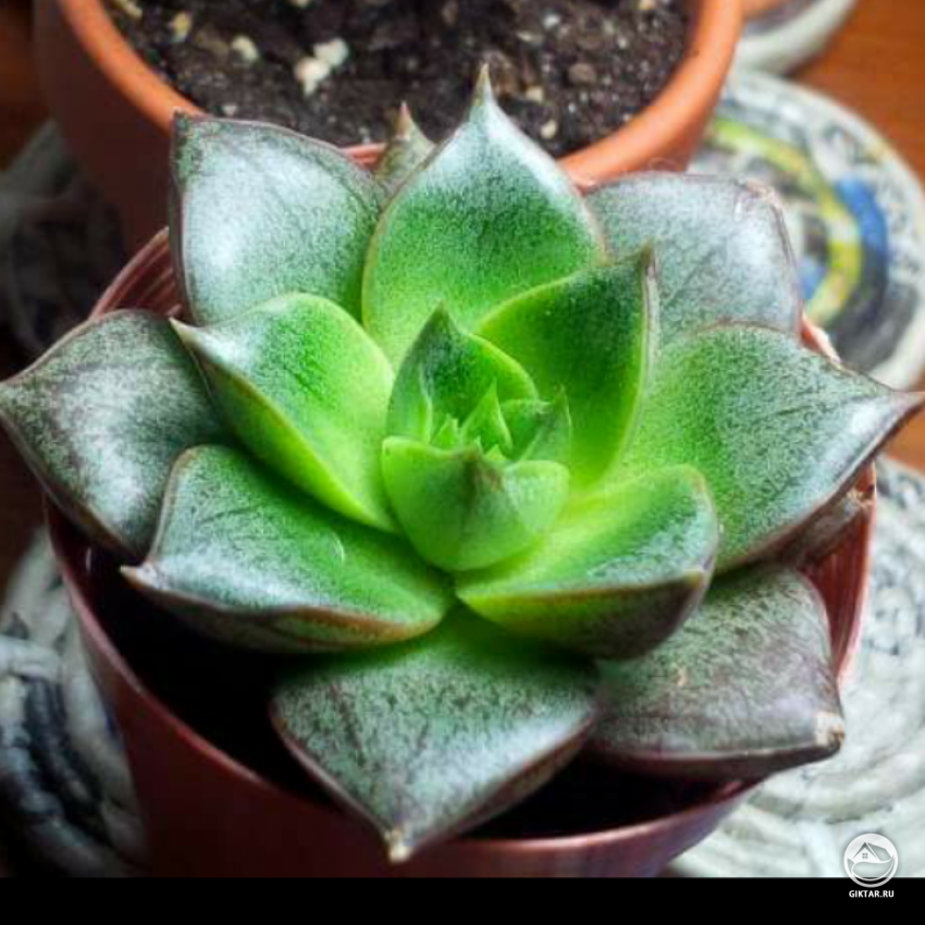 Может кто-то помочь опознать сорт эхеверии