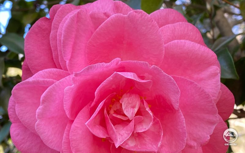 Камелия розовая