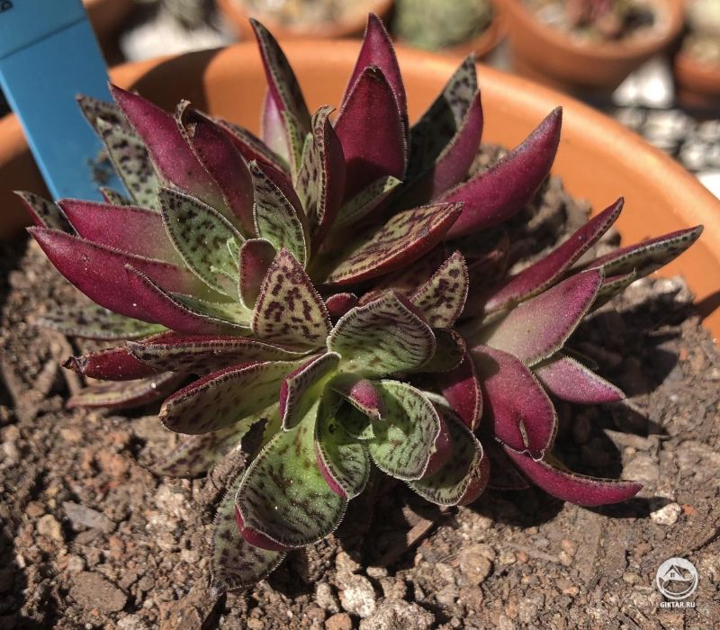 Крассула точечная