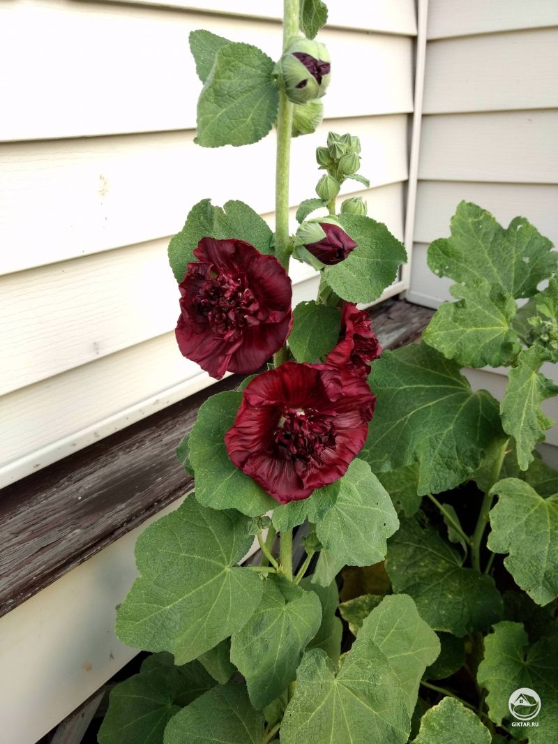 Мои мальвы наконец расцвелы!