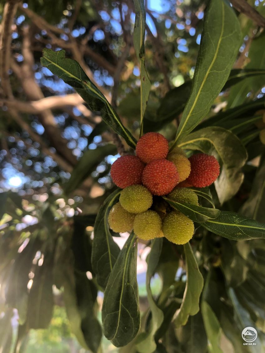 Как называются эти ягоды?