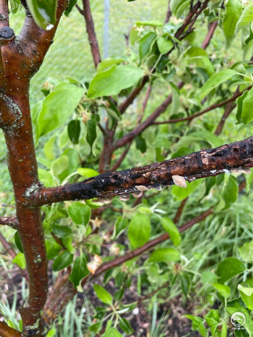 Нужно ли обрезать больную ветку яблони?