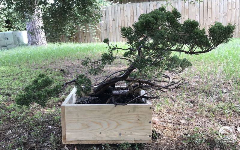 Можжевельник мексиканский