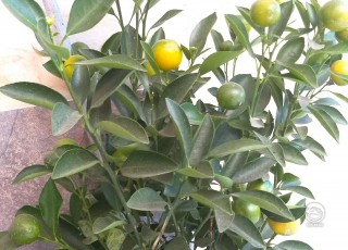 Лимонное дерево бонсай с плодами