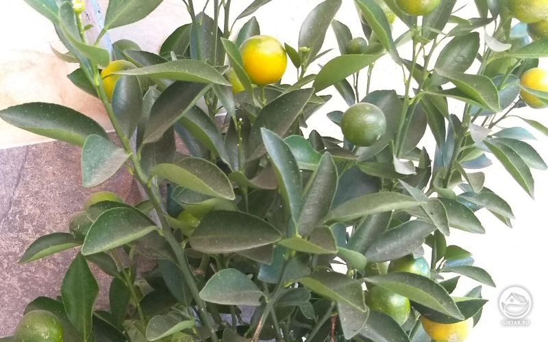 Лимонное дерево бонсай с плодами