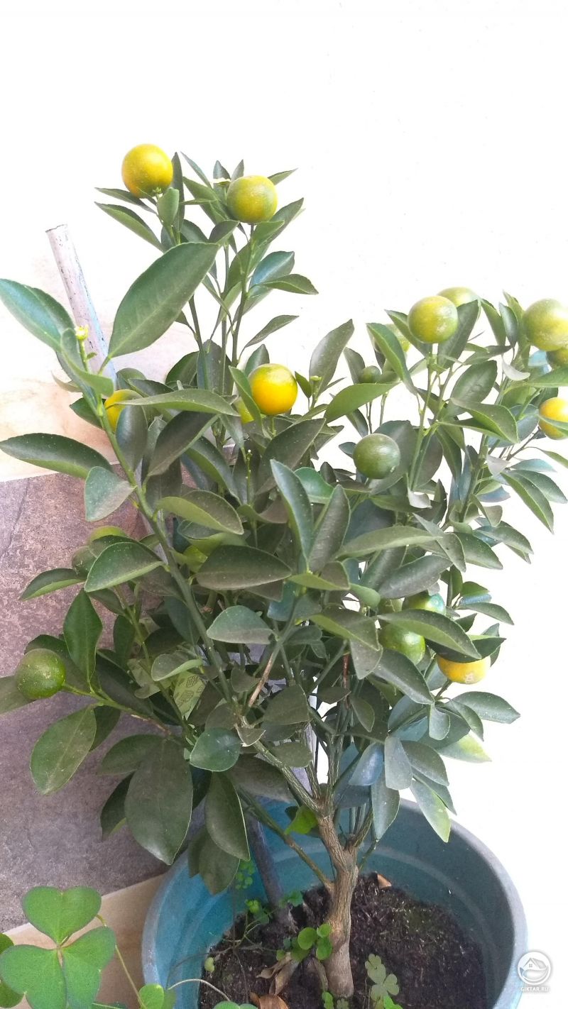 Лимонное дерево бонсай с плодами