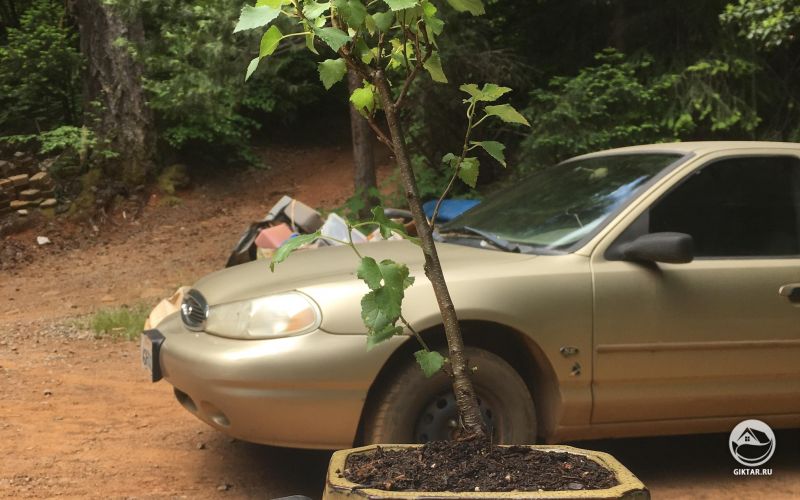 Молодая белая береза бонсай