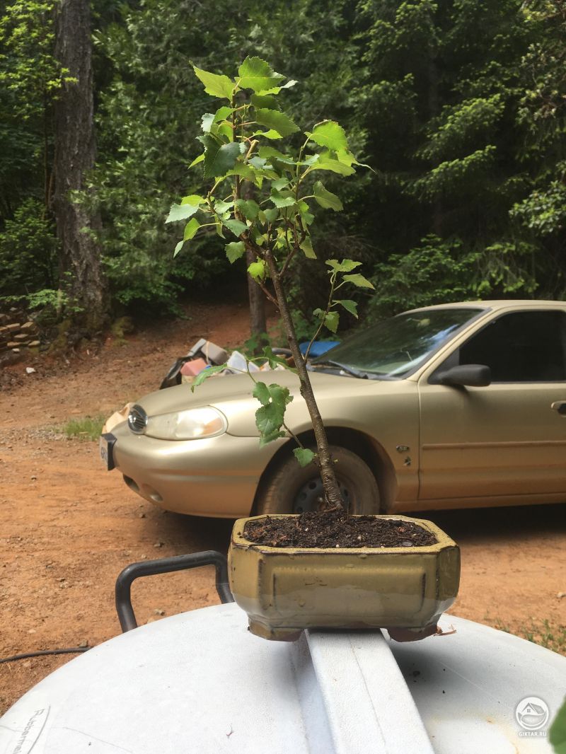 Молодая белая береза бонсай