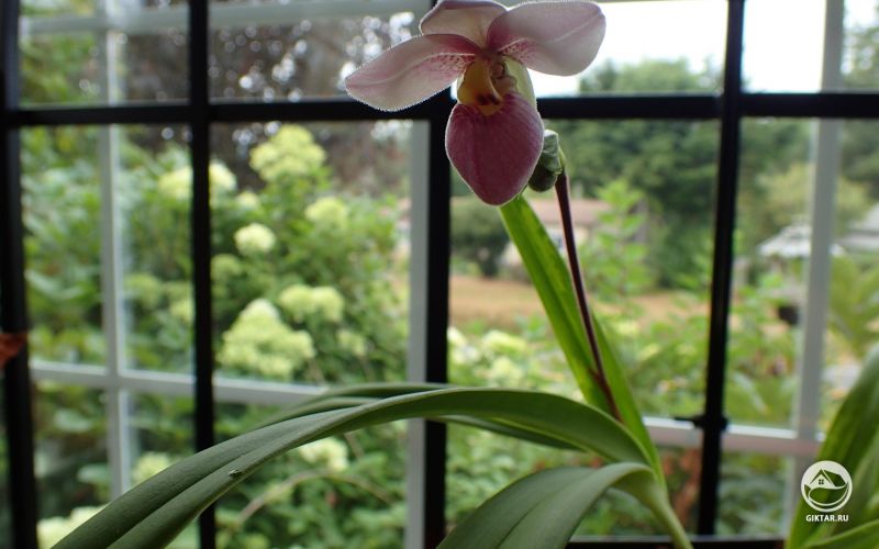 Фрагмипедиум Шлима цветет