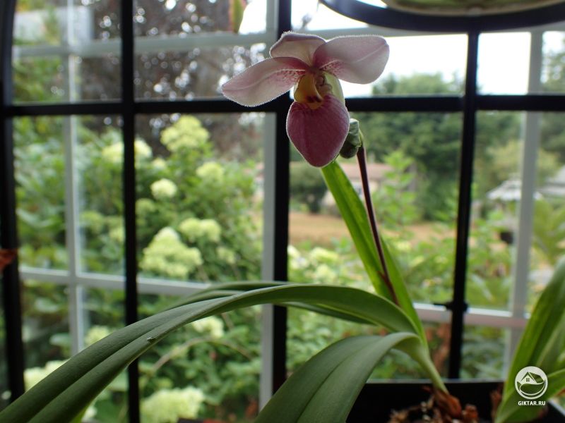 Фрагмипедиум Шлима цветет