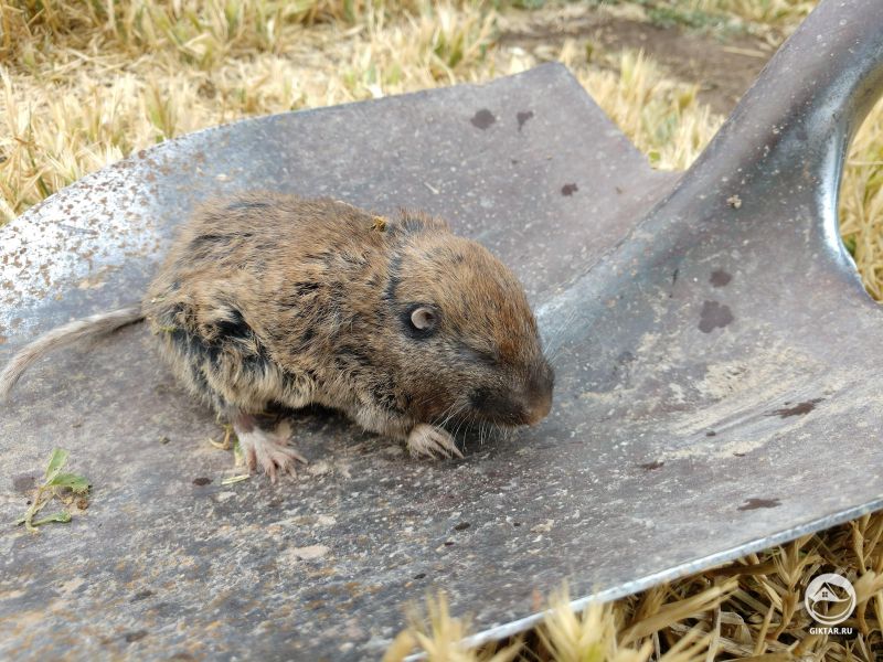 Просто поймали эту девчонку. Я не думаю, что у меня обычные полевки...