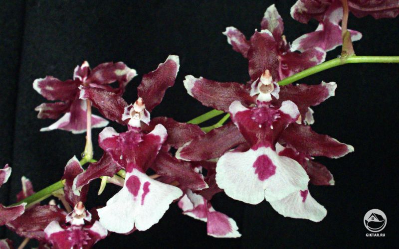 Онцидиум Sharry Baby "Sweet Fragrance"