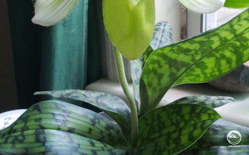 Пафиопедилум цветет