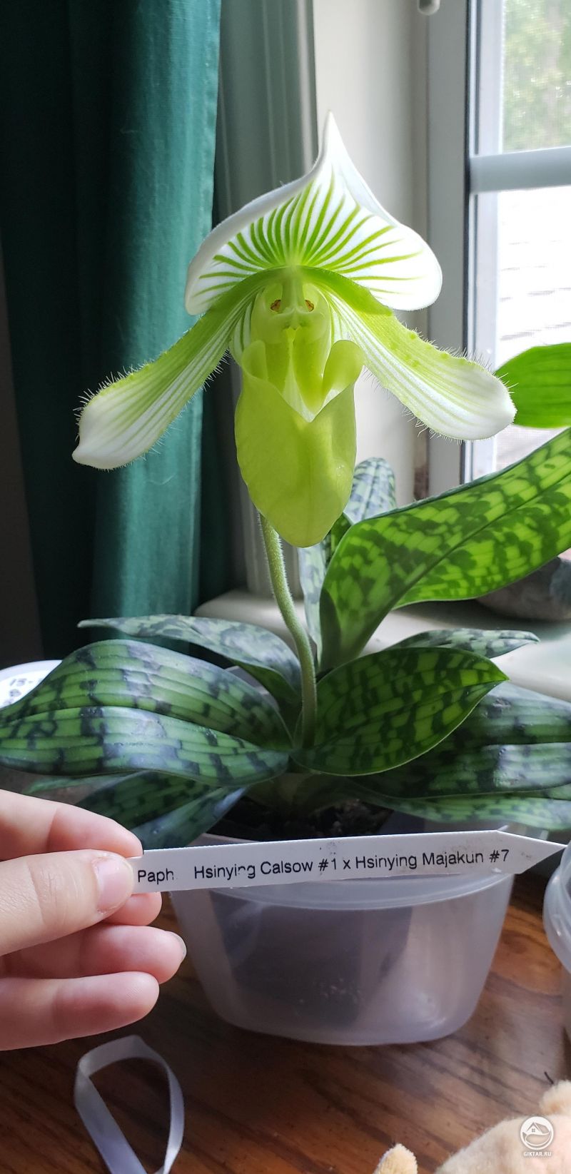 Пафиопедилум цветет