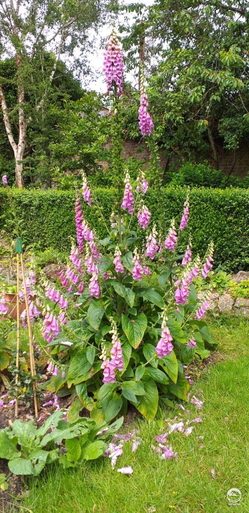 Куст наперстянки