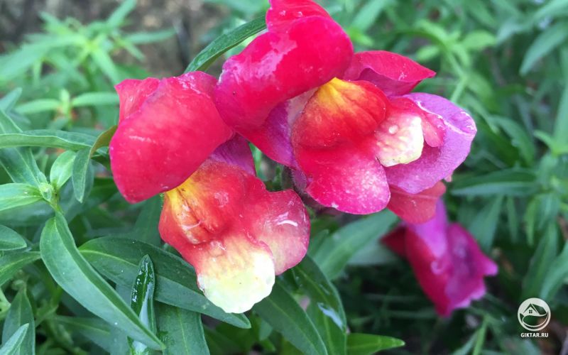 Львиный зев