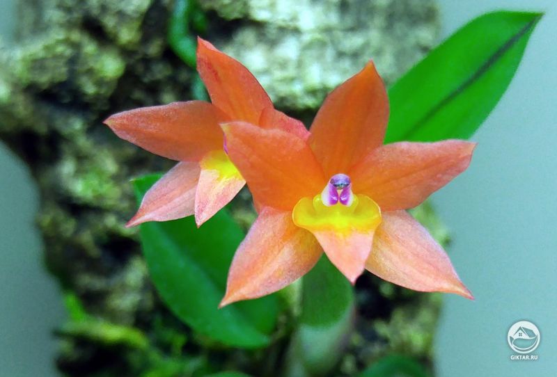 Софронитис наклоненный. Цветение.