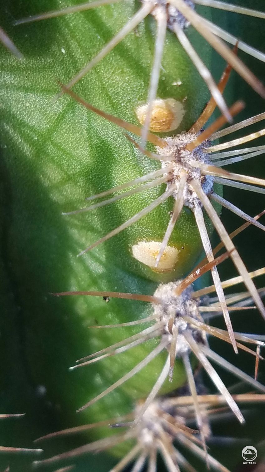 Этот нарост на кактусе - это вредитель или цветок?