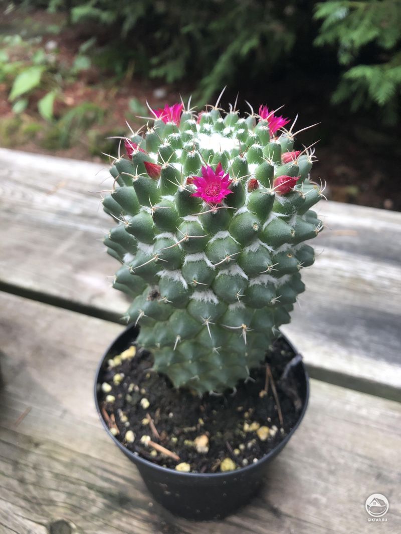 Маммилярия зацвела