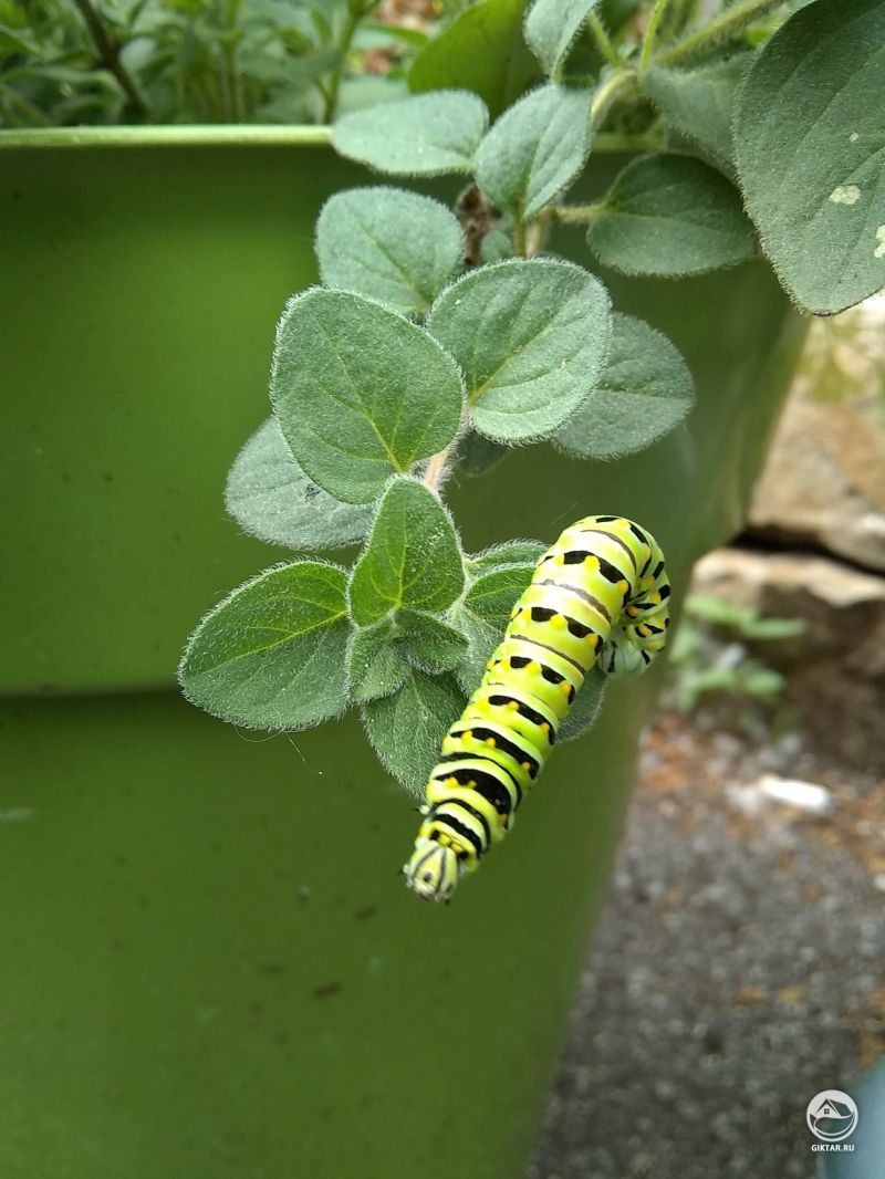 Выходки маленького негодника.