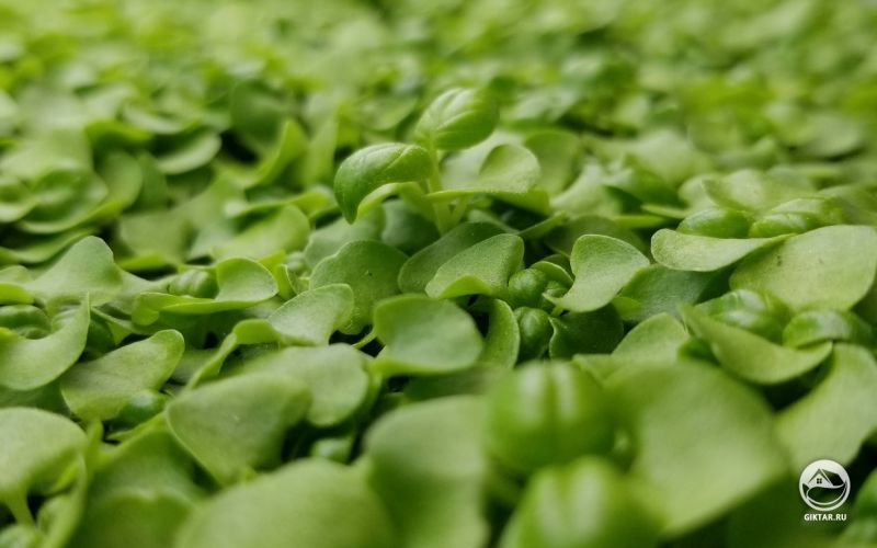 Маленький Базилик