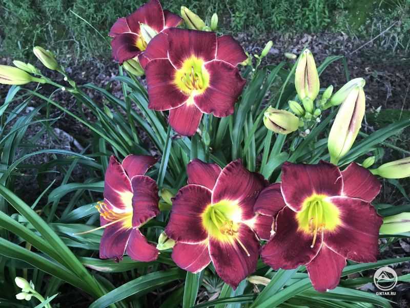 Лилейники. Уже не помню что это за сорт, но они по-настоящему прекрасны!