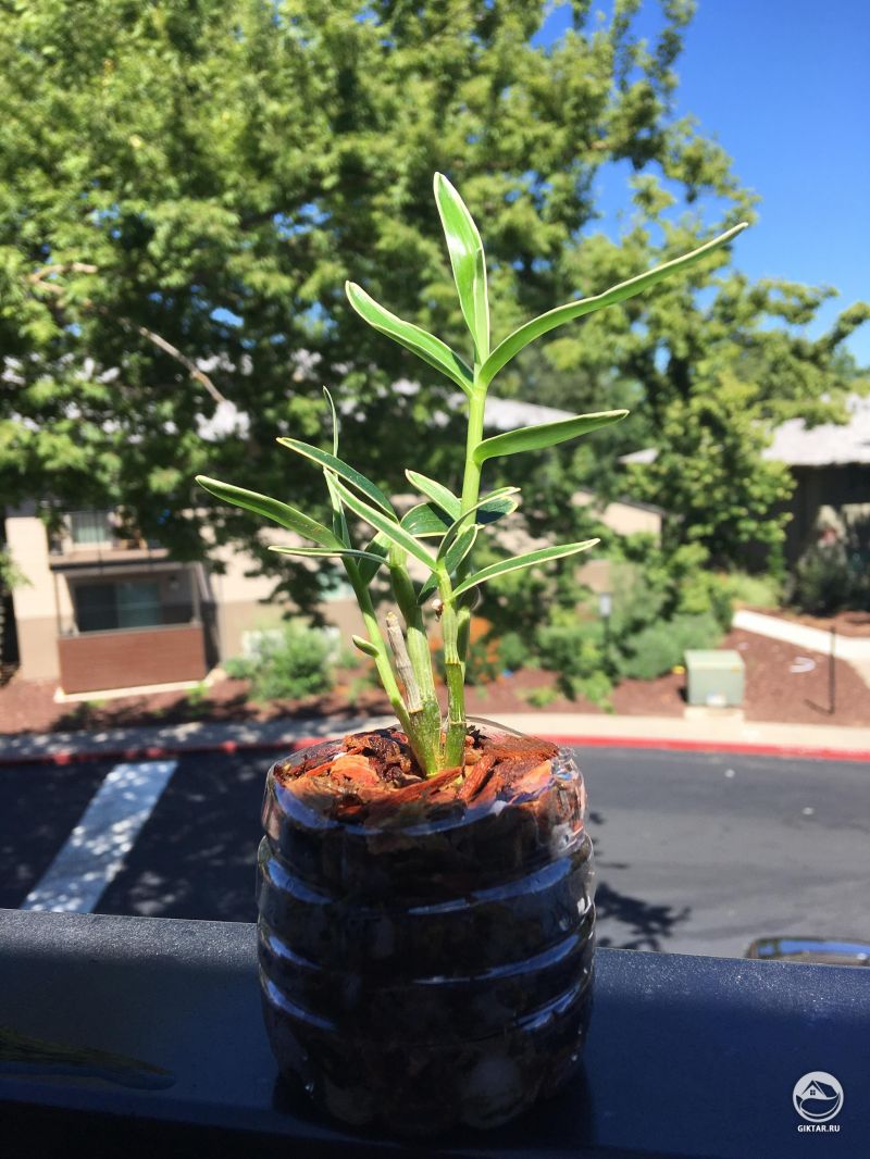 Дендробиум Серебряный дракон