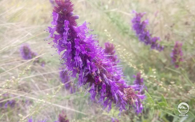 Хебе сорта Аutumn glory