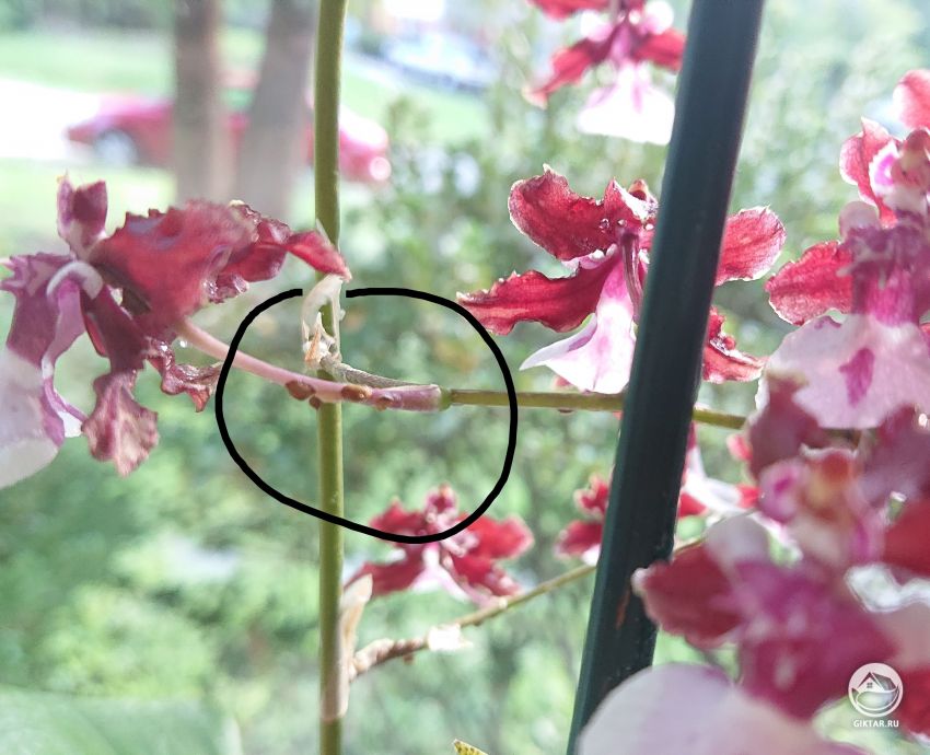 Онцидиум Sharry Baby : капает сок, и выросли наросты на одном из цветочных стеблей. Что делать?