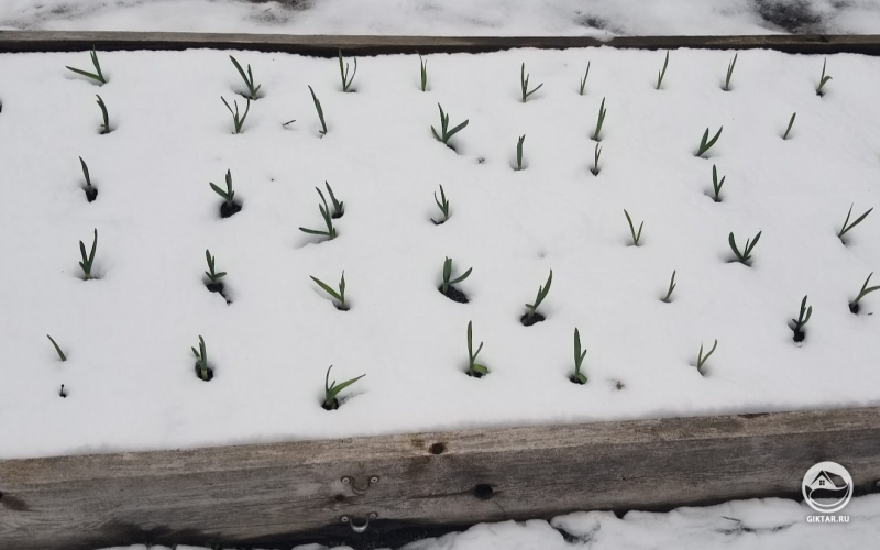 Всходы чеснока