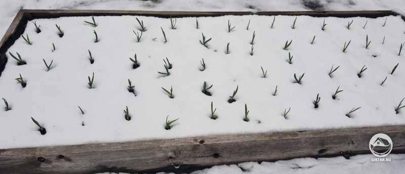 Всходы чеснока