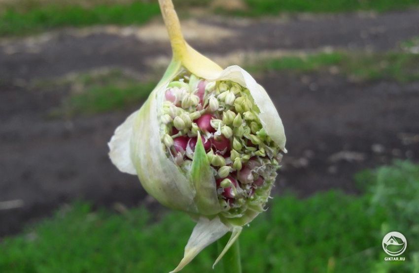 цветоносная стрелка чеснока с бульбами цветоносная стрелка чеснока с воздушными луковичками - бульбами