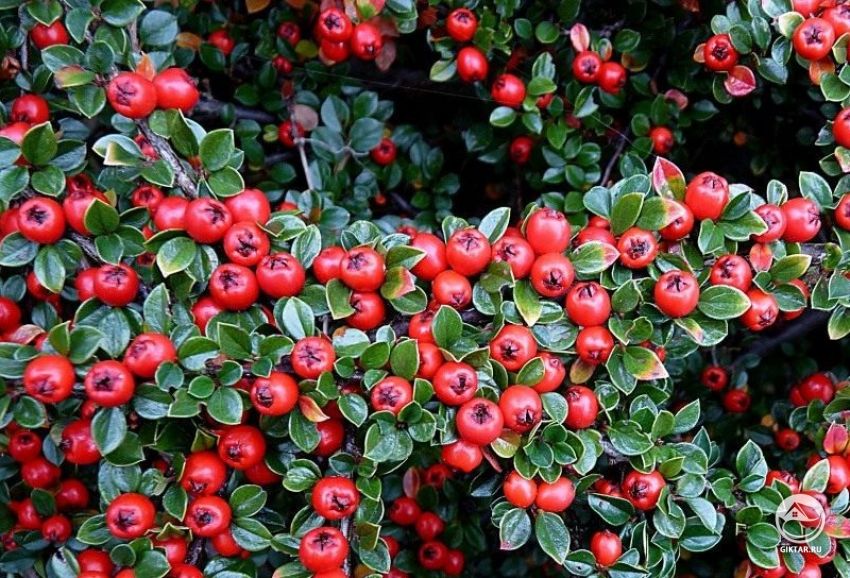 Кизильник горизонтальный с плодами Кизильник горизонтальный с плодами