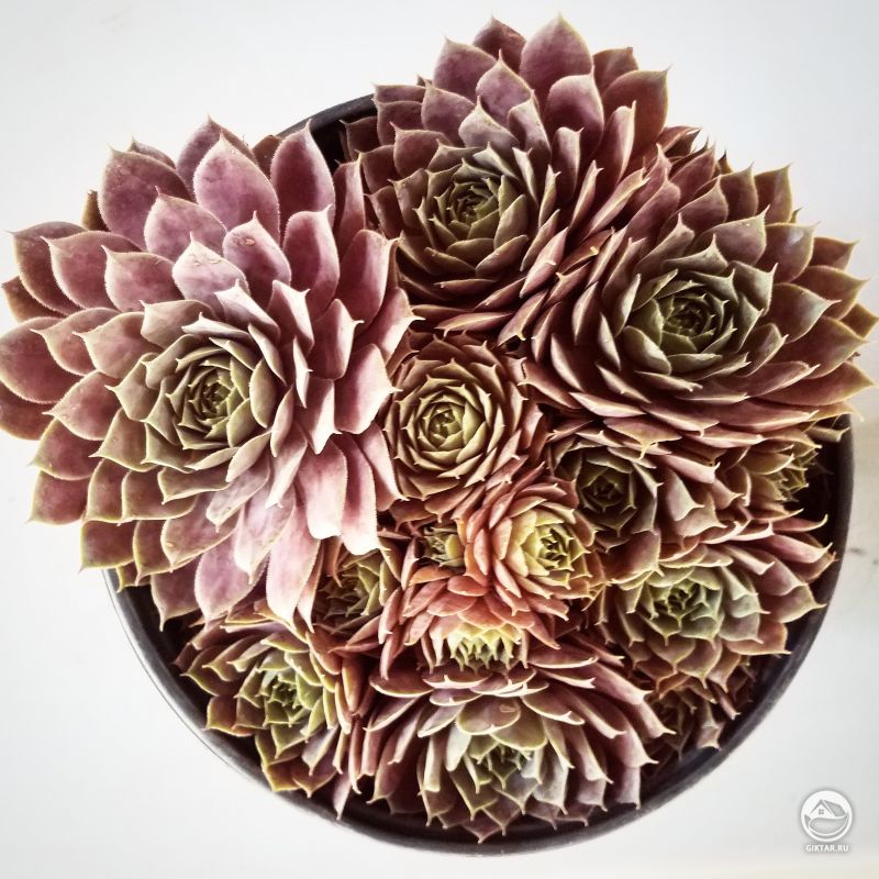 Молодило разросшееся в горшке.