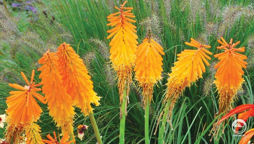 цветение книпхофии цветки книпхофии