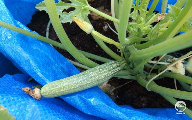 А вот и первый кабачок. Я тоже рада видеть тебя!