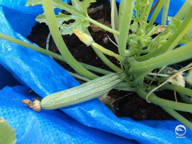 А вот и первый кабачок. Я тоже рада видеть тебя!