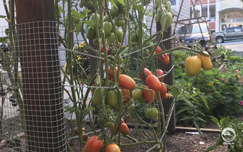 Уже осень, но томаты по-прежнему полны сил и плодоносят .