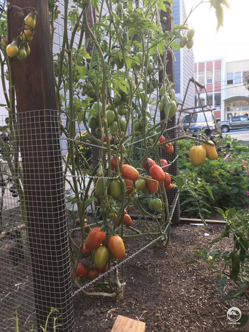 Уже осень, но томаты по-прежнему полны сил и плодоносят .