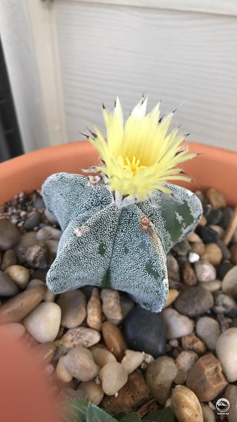 Астрофитум крапчатый (многорыльцевый). Цветение.