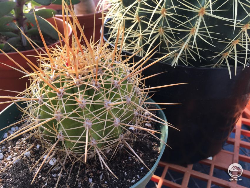 Как называется этот кактус ?