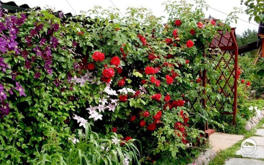Цветущие лианы для озеленения вертикальных опор Цветущие лианы для украшения вертикальных опор