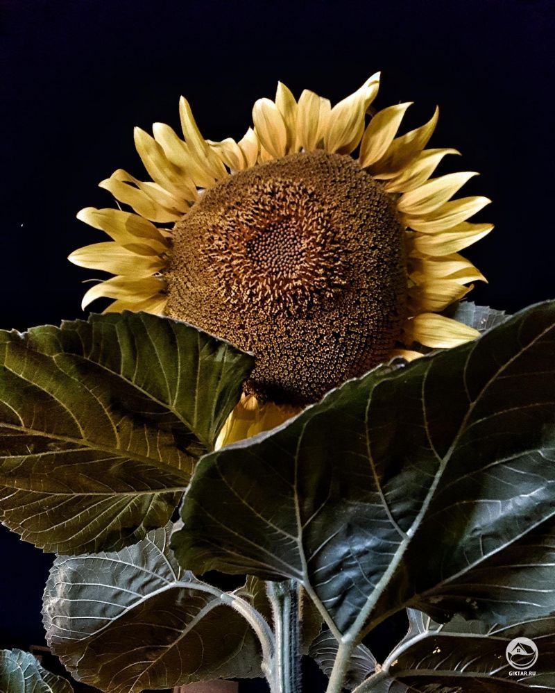 Подсолнечник ночью