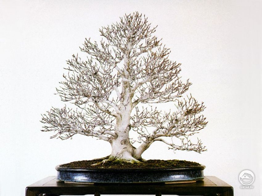 Бук. Бонсай. В зимний период.. Бук. Бонсай. В зимний период.