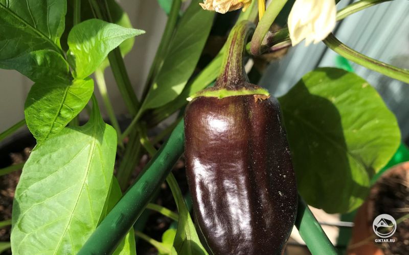 Самый ГОТический перец, что вы когда-нибудь видели... фиолетовый и сладкий! Это мой первый раз успешного выращивания из семян :)