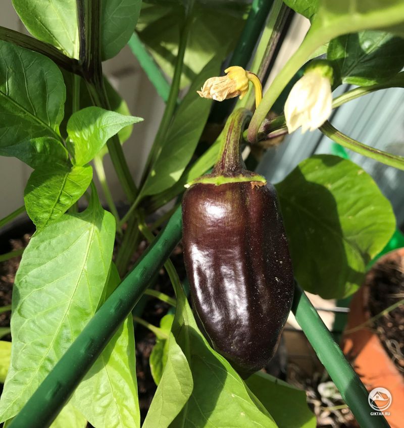 Самый ГОТический перец, что вы когда-нибудь видели... фиолетовый и сладкий! Это мой первый раз успешного выращивания из семян :)