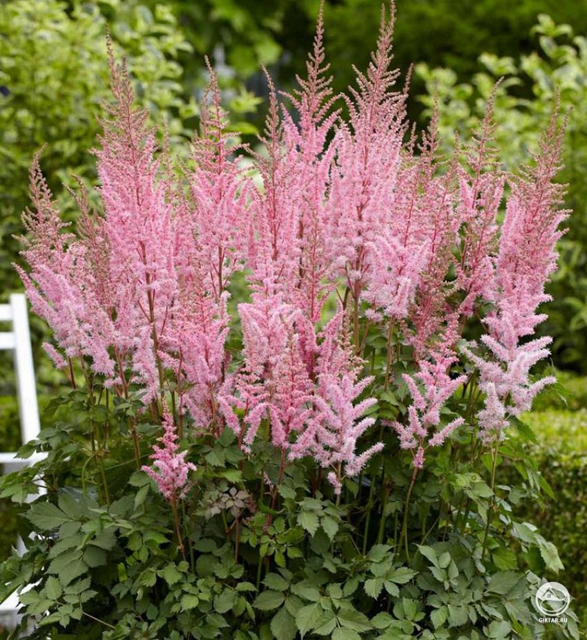 Астильба : посадка и уход